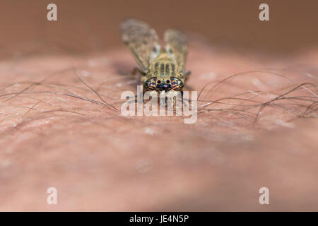 Taon piquer la peau humaine. Encoche à cornes Cleg ou cleg fly (Haematopota pluvialis) piercing man's arm avec des pièces buccales. Dans la famille des insectes Tabanidae Banque D'Images