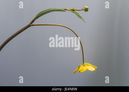 (Ranunculus flammula Spearwort moindre) en fleurs. Fleur jaune d'usine dans la famille (Ranunculaceae), croissant sur le bord d'un lac Banque D'Images