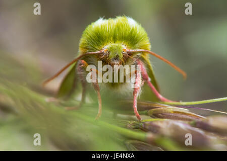 Argent vert-lines (Pseudoips fagana) sur la tête. L'un des relativement peu de papillons vert britannique, dans la famille des Nolidae, avec antennes et pattes roses Banque D'Images