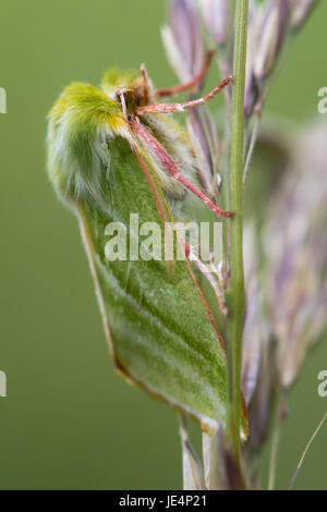 Argent vert-lines (Pseudoips fagana) sur l'herbe. L'un des relativement peu de papillons vert britannique, dans la famille des Nolidae, avec antennes et pattes roses Banque D'Images