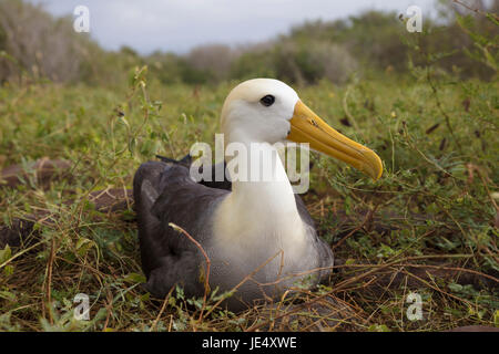 L'Amérique du Sud, l'Équateur, Îles Galápagos, l'île Espanola ou du capot, albatros des Galapagos (Phoebastria irrorata), adulte assis sur son nid. Banque D'Images