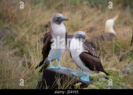 L'Amérique du Sud, l'Équateur, îles Galápagos, l'île espanola ou du capot, les fous à pattes bleues (Sula nebouxii), paire de cour Banque D'Images