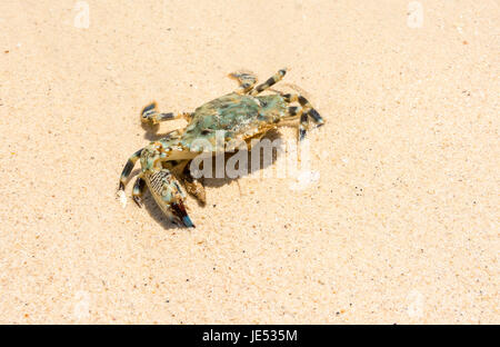 Un crabe sur le sable à la côte du Maine en Thaïlande Banque D'Images