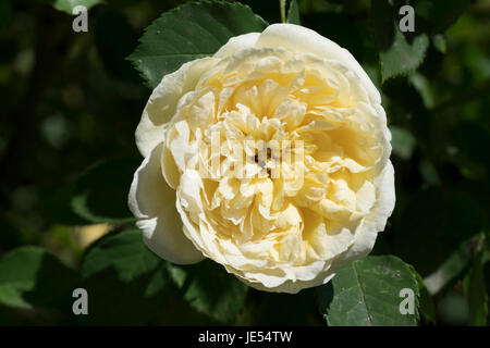 'The Pilgrim' est une rose anglaise de David Austin. Les grands rosettes jaunes douces, parfaitement formées, sont typiques. Dans notre jardin, c'est une rose grimpant qui commence à fleurir à la fin du printemps. La floraison se poursuit jusqu'à l'automne. Banque D'Images