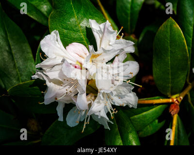 Rhododendron blanc en pleine floraison est assis dans l'ombre partielle. Banque D'Images