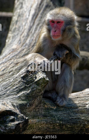 Une macaque japonaise femelle (Macaca fuscata) est assise sur un tronc Banque D'Images