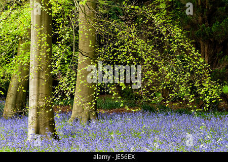 Bluebells à Perrow Thorp Arboretum Banque D'Images