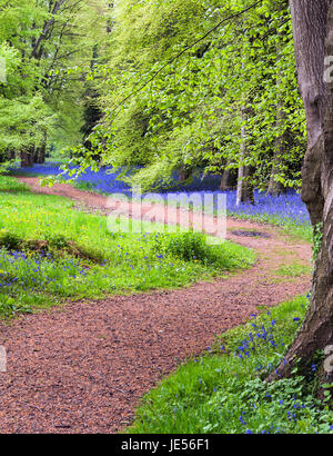 Bluebells à Perrow Thorp Arboretum Banque D'Images