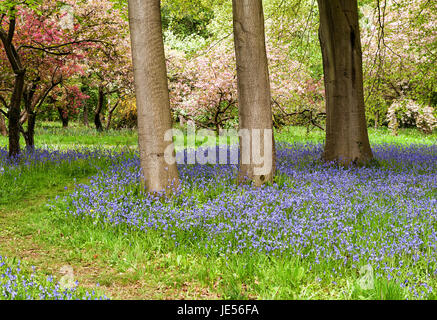 Bluebells à Perrow Thorp Arboretum Banque D'Images