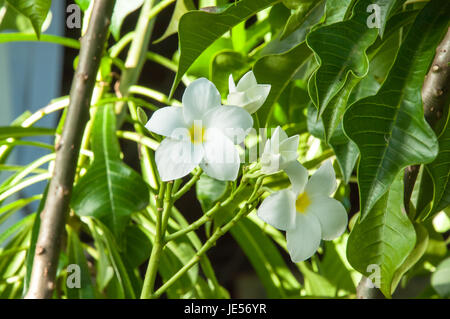 Belles fleurs blanches et fraîches Plumeria pudica, nom de l'Endurance est excellent toute l'année, la reproduction de la fleur est si facile. Le quartier est très belles fleurs. Banque D'Images