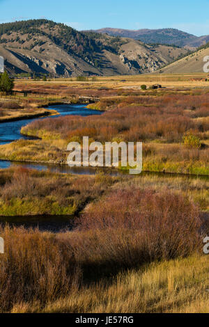 La Salmon River serpente à travers une vallée remplie de willow à la périphérie de Stanley, Idaho. USA Banque D'Images