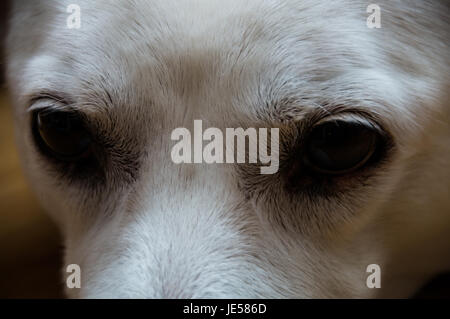 Les yeux de chien blanc Banque D'Images