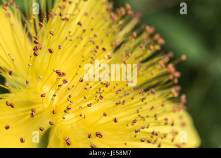 Close up de l'étamine et les anthères de la Rose de Sharon (Hypericum calycinum) Banque D'Images