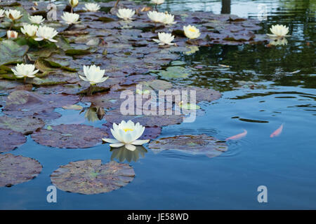 Water Lily croissant dans un étang à poissons Banque D'Images