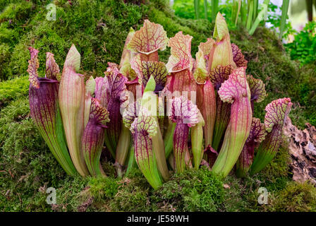 Sarracenia, également connu sous le nom de la sarracénie, sont carnivores plantes insectivores. Banque D'Images