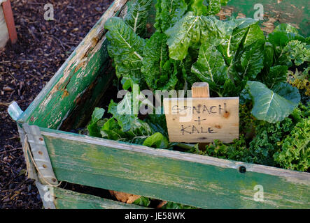 Les épinards et le chou frisé de plus en plus soulevées sur lit spécial Banque D'Images