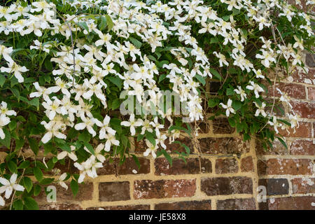 Clematis montana alba sur mur de brique Banque D'Images
