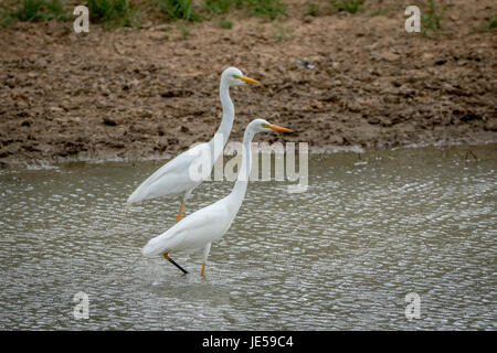 Deux aigrettes à bec jaune debout dans l'eau dans l'Kalagadi Transfrontier Park, Afrique du Sud. Banque D'Images