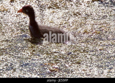 Foulque bébé dans un Waterhen Saskatchewan Canada Pond Banque D'Images