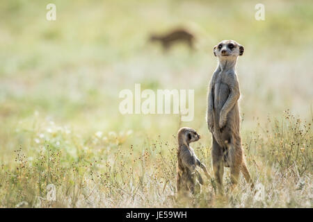 Meerkat sur l'affût dans l'kalagadi transfrontier Park, Afrique du Sud. Banque D'Images