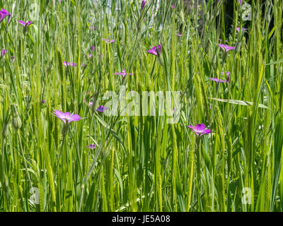 Engrain (Triticum monococcum) dans le jardin d'herbes au couvent Inzigkofen sur la vallée du Danube, Jura souabe, Bade-Wurtemberg, Allemagne, Eur Banque D'Images