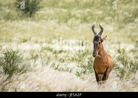 Bubale rouge debout dans l'herbe haute dans l'Kalagadi Transfrontier Park, Afrique du Sud. Banque D'Images