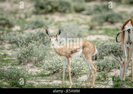 Les jeunes veaux springbok avec à la caméra dans l'kalagadi transfrontier Park, Afrique du Sud. Banque D'Images