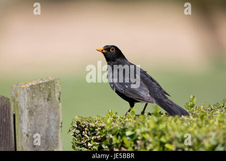 Blackbird, Turdus merula, sur une couverture dans le jardin au printemps 2017,Norfolk Banque D'Images