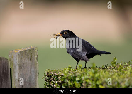 Blackbird, Turdus merula, sur une couverture dans le jardin au printemps 2017,Norfolk Banque D'Images