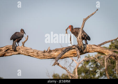 Deux calaos terrestre du sud sur la branche dans le parc national de Chobe, au Botswana. Banque D'Images