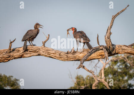 Deux calaos terrestre du sud sur la branche dans le parc national de Chobe, au Botswana. Banque D'Images