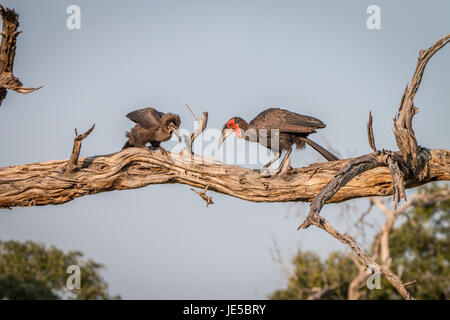 Deux calaos terrestre du sud sur la branche dans le parc national de Chobe, au Botswana. Banque D'Images