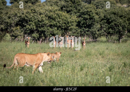 Un lion à l'impala sur le fond dans le parc national de Chobe, au Botswana. Banque D'Images