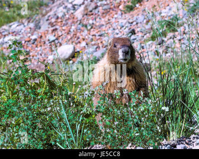 Oh la c'est la marmotte. Banque D'Images