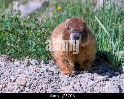 Oh la c'est la marmotte. Banque D'Images