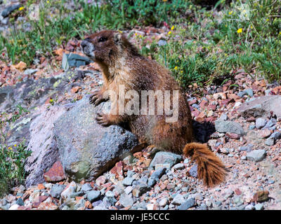 Oh la c'est la marmotte. Banque D'Images