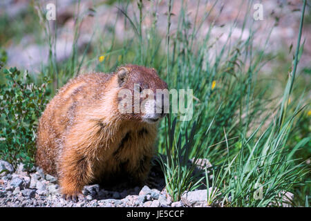 Oh la c'est la marmotte. Banque D'Images