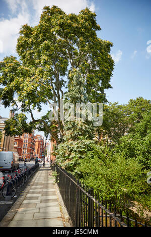 Cadogan Place, London, UK. Banque D'Images