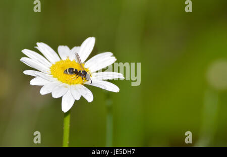 Séance d'abeilles et de l'extraction du pollen d'une fleur Banque D'Images