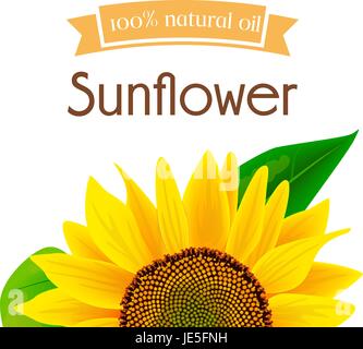 L'huile de tournesol naturel sur l'étiquette ou dans la publicité d'illustration vectorielle de l'affiche. Bannière avec de l'huile de tournesol, huile de produit eco tournesol Illustration de Vecteur