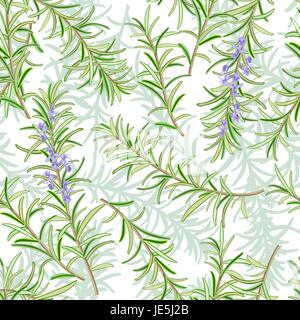 Romarin (Rosmarinus officinalis). Feuilles et fleurs. une tendance. Vector illustration. Pour l'industrie textile, de la décoration, l'emballage, l'emballage Illustration de Vecteur