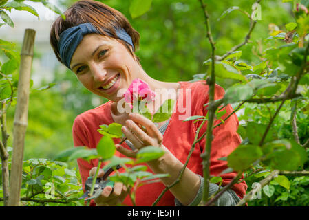 Woman tending to rosebush in garden, portrait Banque D'Images