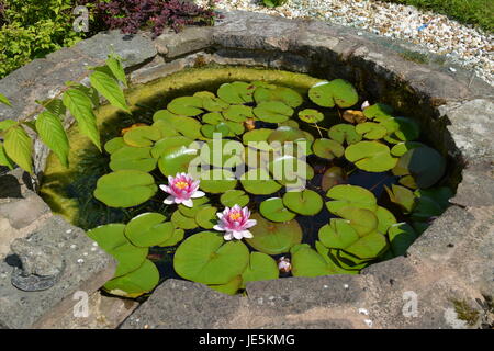 Lily rose lys et les pads en grand étang de jardin Banque D'Images