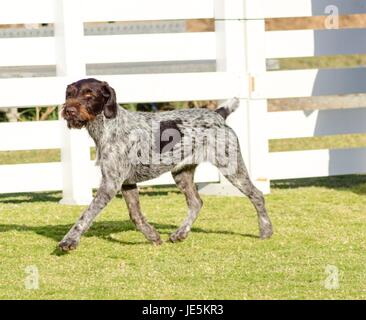 Un jeune, belle, foie, noir et blanc ticked Braque allemand chien marcher sur l'herbe. Le Drahthaar a un sourcils, barbe et moustache et dures droites dru manteau. Banque D'Images