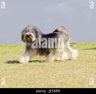 Une vue de profil d'un noir, gris et blanc petit chien lion (petit chien lion) marcher sur l'herbe. Anneau a une longue robe ondulée damées pour ressembler à un lion, c.-à-d. les hanches, pieds arrière et une partie de la queue sont rasés. Banque D'Images