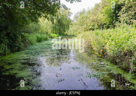 Les piscines et les fens Buckpool à Barrow Hill Réserve naturelle en Dudley ont été construites comme des réservoirs par la Compagnie du Canal de Stourbridge en 1779 Banque D'Images