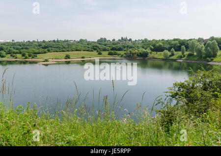 Les piscines et les fens Buckpool à Barrow Hill Réserve naturelle en Dudley ont été construites comme des réservoirs par la Compagnie du Canal de Stourbridge en 1779 Banque D'Images