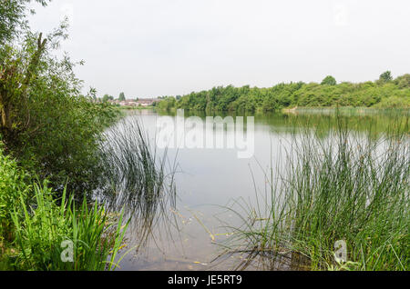 Les piscines et les fens Buckpool à Barrow Hill Réserve naturelle en Dudley ont été construites comme des réservoirs par la Compagnie du Canal de Stourbridge en 1779 Banque D'Images