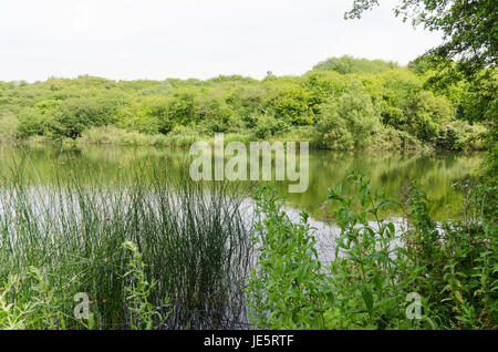 Les piscines et les fens Buckpool à Barrow Hill Réserve naturelle en Dudley ont été construites comme des réservoirs par la Compagnie du Canal de Stourbridge en 1779 Banque D'Images