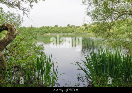 Les piscines et les fens Buckpool à Barrow Hill Réserve naturelle en Dudley ont été construites comme des réservoirs par la Compagnie du Canal de Stourbridge en 1779 Banque D'Images